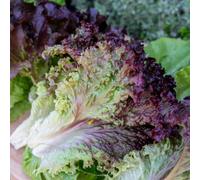 Marshalls Garden Lollo Rossa Lettuce Seeds - Crimson-Edged, Fast-Growing (Approx 300 Seeds)