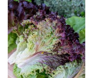 Marshalls Garden Lollo Rossa Lettuce Seeds - Crimson-Edged, Fast-Growing (Approx 300 Seeds)