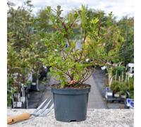 Marshalls Garden Lowberry Blueberry 'little Blue Wonder' Dwarf Patio Plant 3 Litre Plant