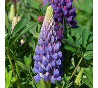 Marshalls Garden Lupin 'legendary Blue Shades' Hardy Perennial For Borders And Pollinators 9Cm Plant