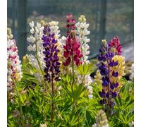 Marshalls Garden Lupin Legendary Mix 9Cm Plant Hardy Perennial Pollinator Friendly 3 X 9Cm Plants