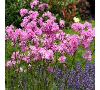 Marshalls Garden Lychnis 'petite Jenny' (Silene Flos-Cuculi) Compact Fluffy-Pink Cottage Garden Perennial