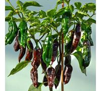 Marshalls Garden Machu Pichu F1 Chilli Pepper Seeds - Rare Brown, Smoky, Medium Heat, High Yield 6 Seeds