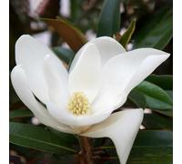 Marshalls Garden Magnolia Grandiflora 'alta' - Narrow Evergreen With Fragrant White Flowers, 1200 mm