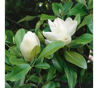 Marshalls Garden Magnolia 'grandiflora' Evergreen Tree With Lemon-Scented White Flowers Reaches Around 10M