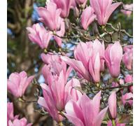 Marshalls Garden Magnolia 'heaven Scent' - Compact Fragrant Shrub With Pink Spring Flowers And Rhs Agm 9Cm Plant