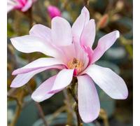 Marshalls Garden Magnolia 'leonard Messel' - Rhs Award-Winning Compact Tree/shrub With Pink Star-Like Blooms 9Cm Plant