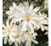 Marshalls Garden Magnolia Stellata 'stallata' Star Magnolia - Hardy Fragrant Spring Tree For Small Gardens 3 Litre Plant