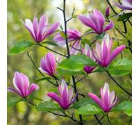 Marshalls Garden Magnolia 'susan' Fragrant Purple-Pink Flowering Small Tree Rhs Agm Ideal For Pots And Small Gardens 9Cm