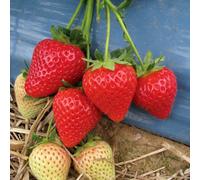 Marshalls Garden Malling Centenary Strawberry Plant (Premium Bare Root) - Early, Sweet, Glossy Scarlet Fruits 10 Bare Root