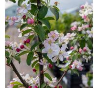 Marshalls Garden Malus Floribunda Dwarf Patio Crab Apple Tree Rhs Award 5 Litre Tree