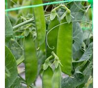 Marshalls Garden Mangetout Pea Seeds 'delikata' Rhs Agm 200 Seeds