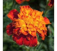 Marshalls Garden Marigold Seeds 'firebird' Tagetes Patula, 75 Seeds, 40Cm Annual