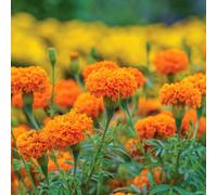 Marshalls Garden Marigold Seeds Hot Stuff, Deep Orange, 50 Seeds, Annual, Full Sun