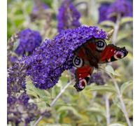 Marshalls Garden Marsalls Garden Buddleja Plant 'davidii Adonis Blue' 3 Litre Plant