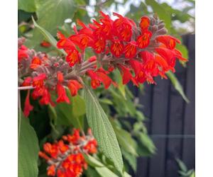 Marshalls Garden Marshsalls Garden Colquhounia Coccinea 'nepalese Flame' - Hardy Evergreen Semi-Evergreen Shrub, Orange-Red Tubular Flowers, 9Cm