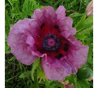 Marshalls Garden Marshsall's Garden Papaver 'patty's Plum' Oriental Poppy - 9Cm Plant