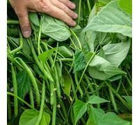 Marshalls Garden Martini Dwarf French Bean Seeds - 75 Seeds, Stringless Pods