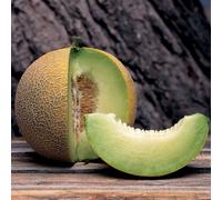 Marshalls Garden Masada Melon Seeds - Sweet Green-Fleshed Summer Melon, 6 Seeds