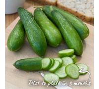 Marshalls Garden Mini F1 Cucumber Seeds - Pack Of 3, Early Maturing