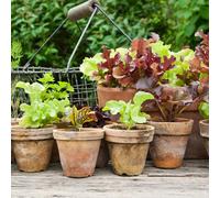 Marshalls Garden Mini Lettuce Seed Collection - 3 Variety Pack