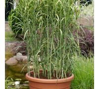 Marshalls Garden Miscanthus 'giganteus Alligator' - Giant Variegated Ornamental Grass, Hardy Screening Plant