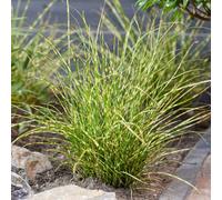 Marshalls Garden Miscanthus 'little Tiger' Dwarf Ornamental Grass, Hardy, Low-Maintenance, 2 Litre