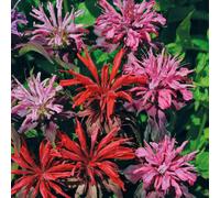 Marshalls Garden Monarda Seeds 'didyma Panorama Red' 40 Seeds