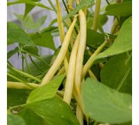 Marshalls Garden Monte Gusto Climbing French Bean Seeds - Stringless, 120 Seeds
