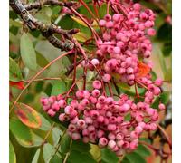Marshalls Garden Mountain Ash 'pink Pagoda' (Sorbus Pseudohupehensis) - Compact 4M Ornamental Tree