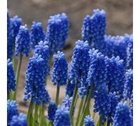 Marshalls Garden Muscari Blue Magic Bulbs Pack Of 20 Fragrant Spring Perennial