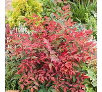Marshalls Garden Nandina Domestica 'obsessed' - Compact Evergreen Shrub For Pots And Borders 9Cm Plant