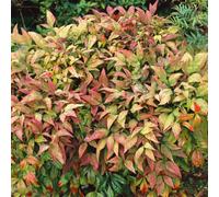 Marshalls Garden Nandina 'fire Power' - 3 X 9Cm Compact Evergreen Shrub With Fiery Autumn Foliage