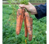 Marshalls Garden Nandor F1 Carrot Seeds, High-Yield Nantes Type, 300 Seeds