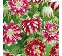 Marshalls Garden Nature's Haven Aquilegia 'nora Barlow' Flower Seeds 50 Pack