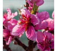 Marshalls Garden Nectarine Tree 'flavourtop' Patio Mini Stem 5 Litre Tree