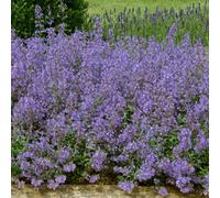 Marshalls Garden Nepeta 'junior Walker' - Compact Hardy Scented Perennial For Small Gardens 3 Jumbo Plugs