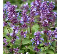 Marshalls Garden Nepeta X Faassenii 'whispurr Blue' - Lavender-Blue Catmint Perennial, Pollinator-Friendly 2 Litre Plant