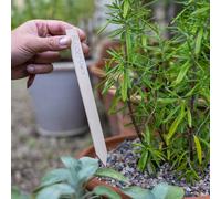 Marshalls Garden Oak Plant Labels With Pencil - 6 Pack, 20Cm