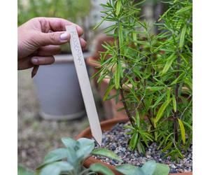 Marshalls Garden Oak Plant Labels With Pencil - 6 Pack, 20Cm