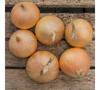 Marshalls Garden Onion Plant 'element' Pack Of 20 Autumn Sets For Reliable Harvest