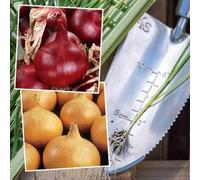 Marshalls Garden Onion Plants - Ailsa Craig & Mammoth Red Pack Of 40 Seedlings