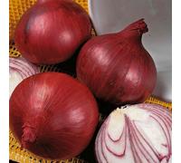 Marshalls Garden Onion Seeds Red Baron F1 Extra-Large Red Bulbs Approx 350 Seeds