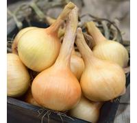 Marshalls Garden Onion Seeds 'walla Walla' 250 Seeds - Sweet Salad Onions