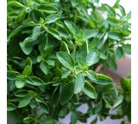Marshalls Garden Oregano (Origanum Vulgare) 1L Pot - Hardy Perennial, Fragrant, Pollinator-Friendly