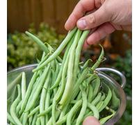 Marshalls Garden Organic Climbing French Bean Seeds 'cobra' Rhs Agm High Yield 25 Seeds