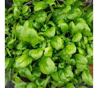 Marshalls Garden Organic Spinach Seeds 'america', 500 Seeds Pack Bolt-Resistant Variety