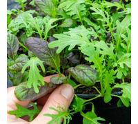Marshalls Garden Oriental Seeds Mustard Mix Mixed Leaf Mustard Seeds 500 Seeds