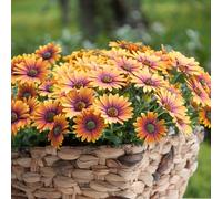 Marshalls Garden Osteospermum 'Flower Power Purple Sun' 12 Plug Plants