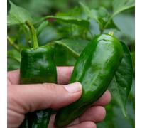 Marshalls Garden Padron Chilli Pepper Seeds - Spanish Tapas Variety, 10 Seeds, Capsicum Annuum